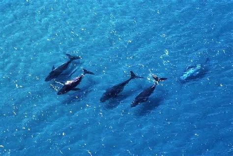 HUMPBACK WHALES five migrating in shallow water #645918 Framed Photos