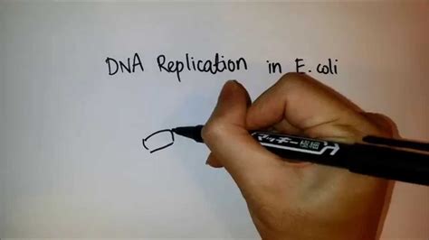 DNA Replication in E. coli - YouTube