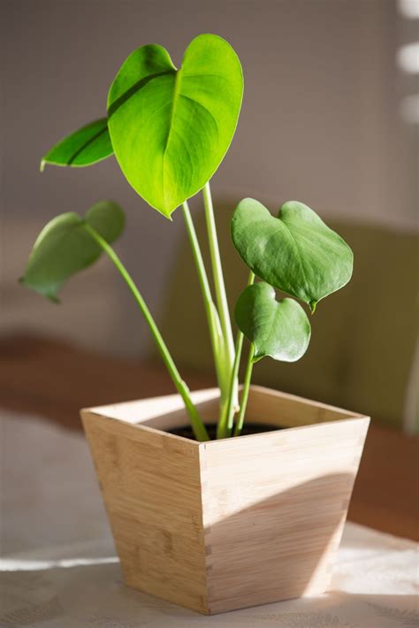 30 Best Indoor Plants - Good Inside Plants for Small Space Gardening Indoor Plants Diy, Indoor ...