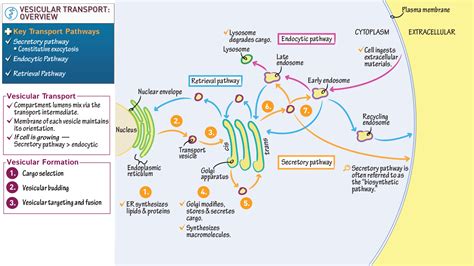 MCAT Biology & Biochemistry: Vesicular Transport Overview | ditki ...