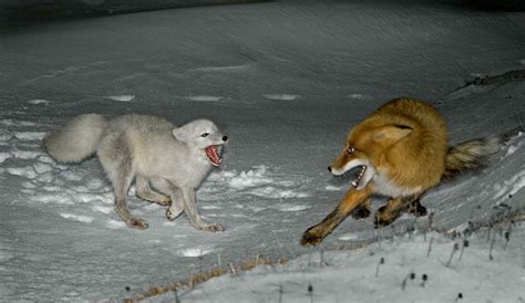 Pictures of animals • : Red Vs Arctic fox. Red foxes will often kill...