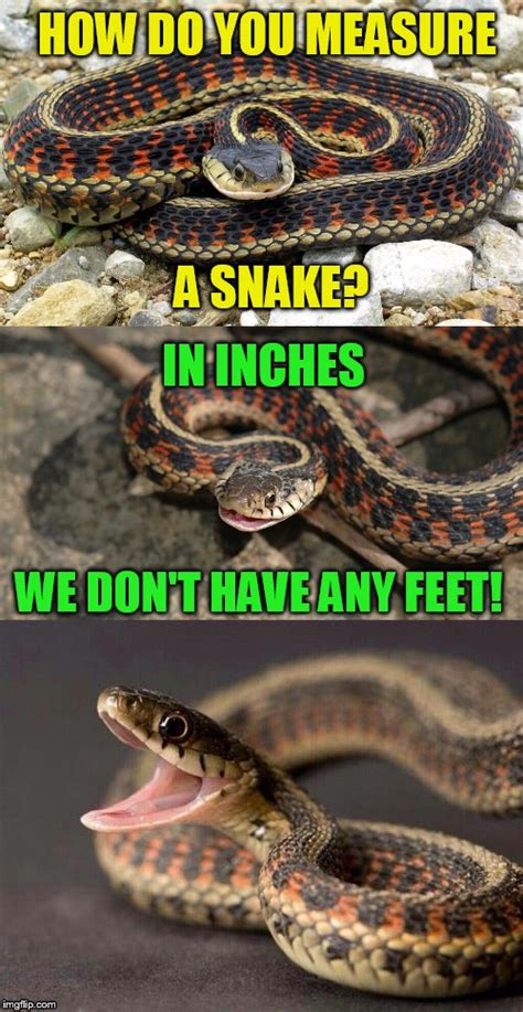 Snake Puns - Imgflip