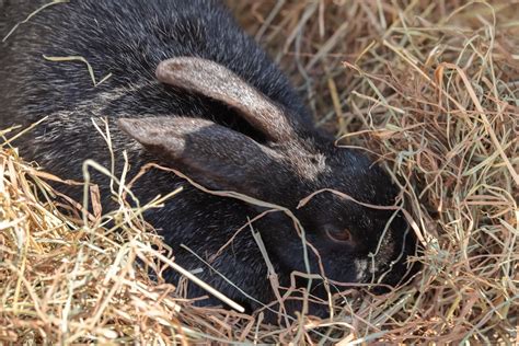 Why we chose the Silver Fox breed for our homestead - Mid Atlantic Homestead