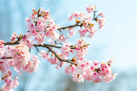 Image Sakura flower Branches Closeup