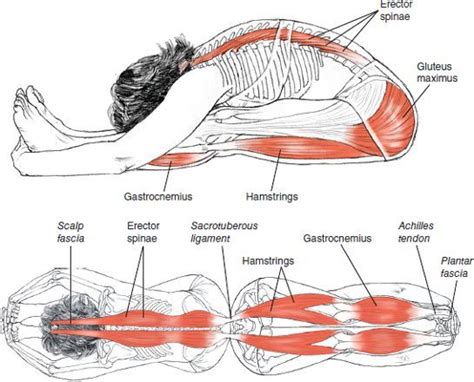 Paschimottanasana Translation