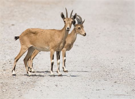 New Study Shows Negev Solar Farm is a Death Knell for Wildlife - Green Prophet