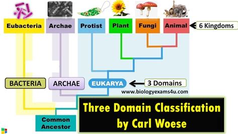 Three Domain and Six Kingdom Classification by Carl Woese