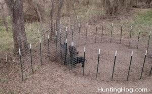 The Cattle Panel Hog Trap with Easy Door Design