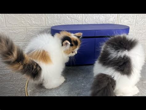 how to determine the gender of the kitten|spa|grooming| #persiancat #animal #kitten #pet - YouTube