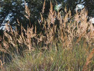 Indian Prairie Grass seeds, Sorghastrum nutans, 2 sizes