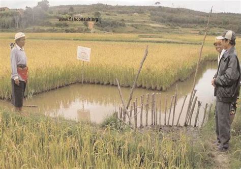 Rice-fish culture in Madagascar (development and outlook) | Fish ...