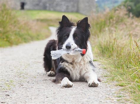 Chó Chăn Cừu Border Collie Chờ Mũi Uống Nền Hình Chụp Và Hình ảnh Để Tải Về Miễn Phí - Pngtree