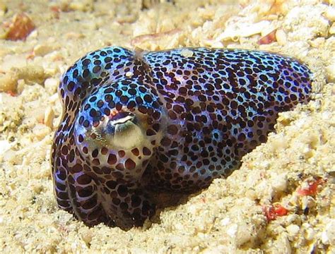 17 Best images about CUTTLEFISH on Pinterest | Tunku abdul rahman, Deep ...