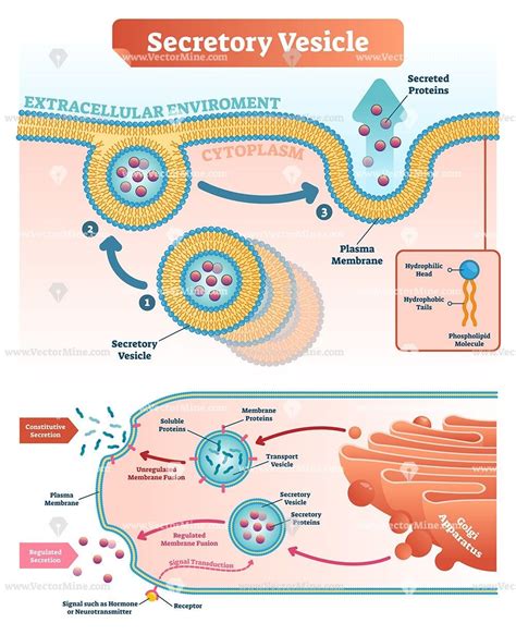 Animal cell vesicle function