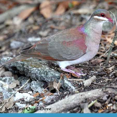 Key West Quail-Dove | Birds of Cuba | Cuban Birds