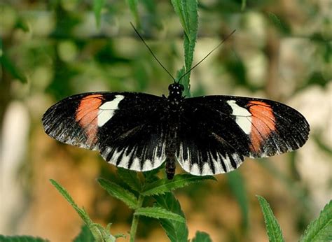 DSC08426 Butterfly House at Malahide Castle | Martina Morris | Flickr