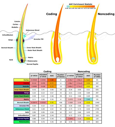 Diagram of hair shaft and follicle with shading representing ...