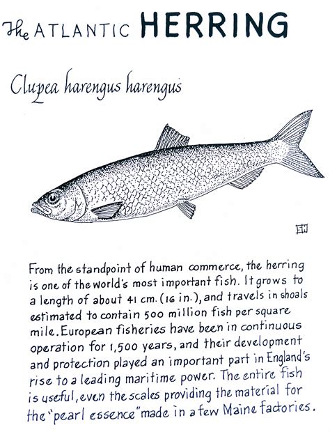 The Atlantic Herring (Clupea harengus harengus) | Zoology, Sea life ...