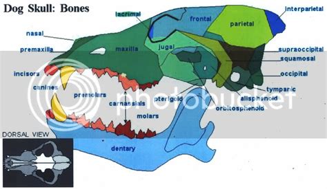 File:Skull of a dog diagram.svg - Wikimedia Commons
