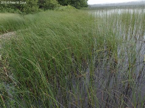 Carex lasiocarpa (Wiregrass Sedge): Minnesota Wildflowers