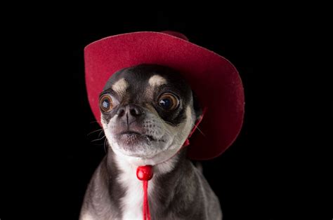 Dog in cowboy hat | Cute chihuahua, Cute puppies and kittens, Chihuahua love