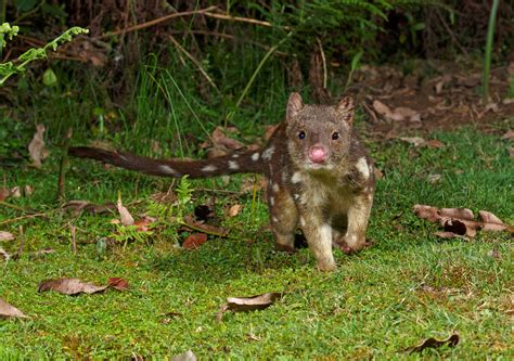 Wildlife | Parks & Wildlife Service Tasmania