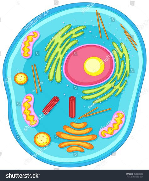 Animal Cell Diagram In Colors Illustration - 458358358 : Shutterstock