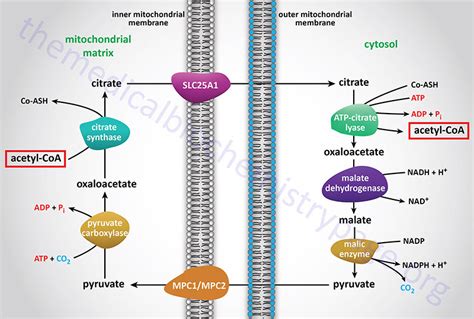 Synthesis of Fatty Acids, Triglycerides, and Phospholipids - The Medical Biochemistry Page