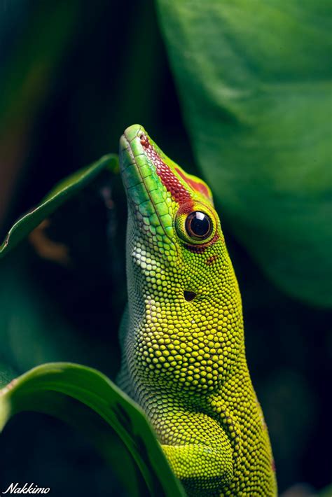 Phelsuma grandis female by nakkimo on DeviantArt | Reptiles pet ...