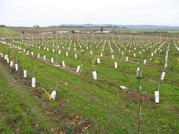 Planting Grapevines – Grapes