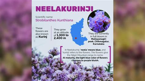 In pics | Extremely rare Neelakurinji flowers bloom in Karnataka’s ...