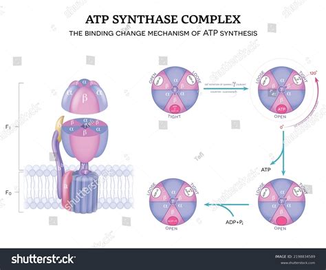 Atp Synthase Complex Structure Mechanism Atp Stock Vector (Royalty Free ...