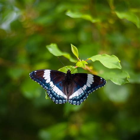 Butterfly at Rest - Trevor LaBarge