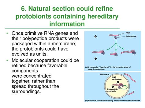 PPT - CHAPTER 26 ORIGIN OF LIFE PowerPoint Presentation, free download - ID:6013208