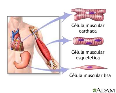 Tipos de tejido muscular: MedlinePlus enciclopedia médica illustración