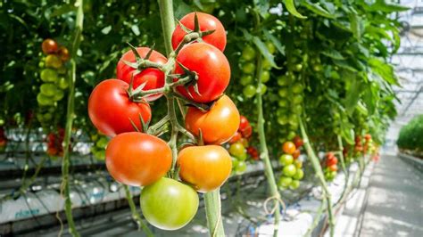 Why Healthy Greenhouse Tomatoes Start With a Healthy Greenhouse ...