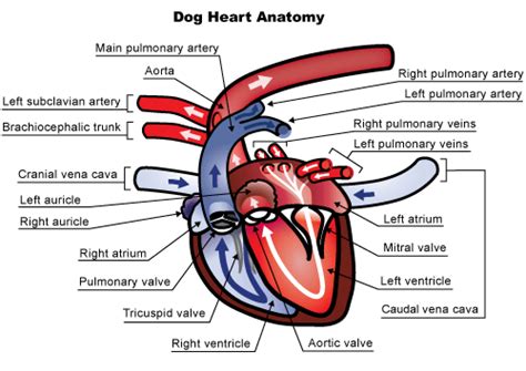 Cats and dogs like people have cardiac disease, which when noticed, often presents itself as a ...