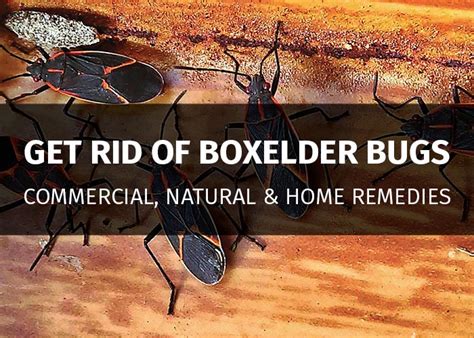 Boxelder Bugs — Facts, Information, Prevention & Control | PestsGuide