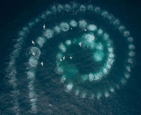 an aerial view of several people in the water on their surfboards, surrounded by bubbles