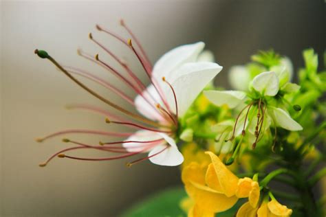 “Hoa bun” (crateva nurvala flowers) bloom brilliantly in late spring