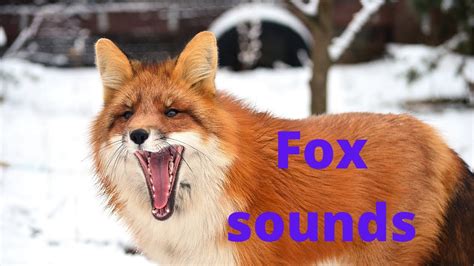 Fox sounds at night | fox noises| fox screaming at night - YouTube