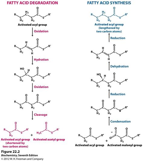 Lipid Biosynthesis – Daniel's MCAT Notes