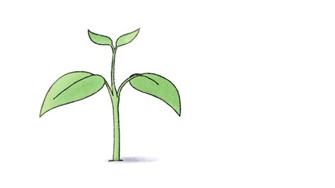 Seedling Drawing ~ Seedling Clipart Etc Cliparts Library Sketch Usf Edu | Digilifeweb Wallpaper