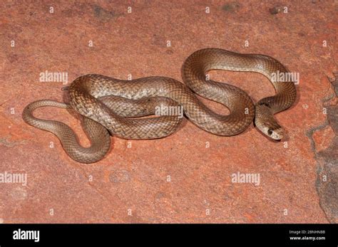 Western brown snake hi-res stock photography and images - Alamy