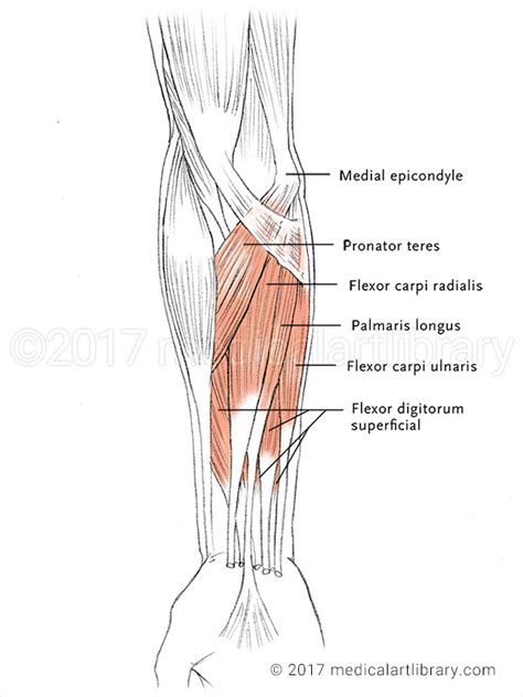 Forearm Muscles - Flexors - Medical Art Library