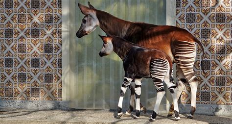 Scientists Say: Okapi