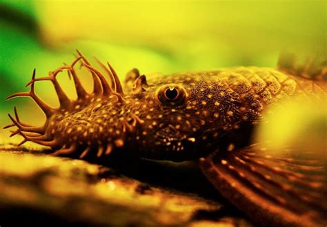 Bristlenose Pleco Care: Creating the Ideal Habitat for Plecos