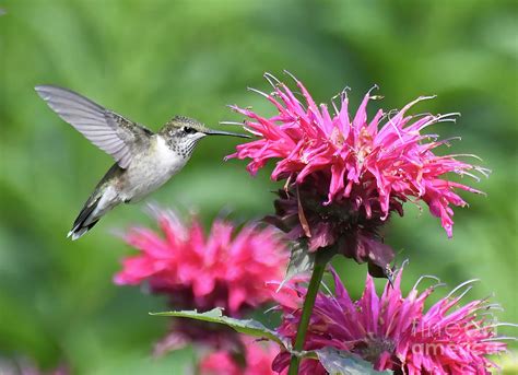 Hummingbird in the Bee Balm Photograph by Kerri Farley - Fine Art America