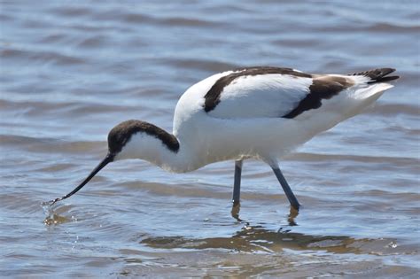 Avocet by Robert Mcveigh - BirdGuides