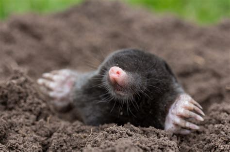 Moles Animal